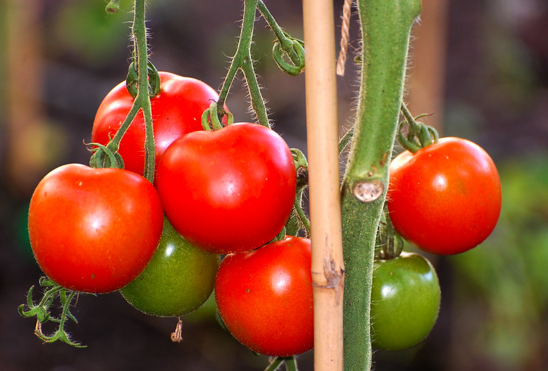 Quelles tomates mangeons-nous en France © Luke Addison - CC BY-SA 2.0