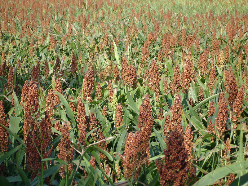 Le sorgho, la céréale du futur ? © Bruce McLennan from Pixabay