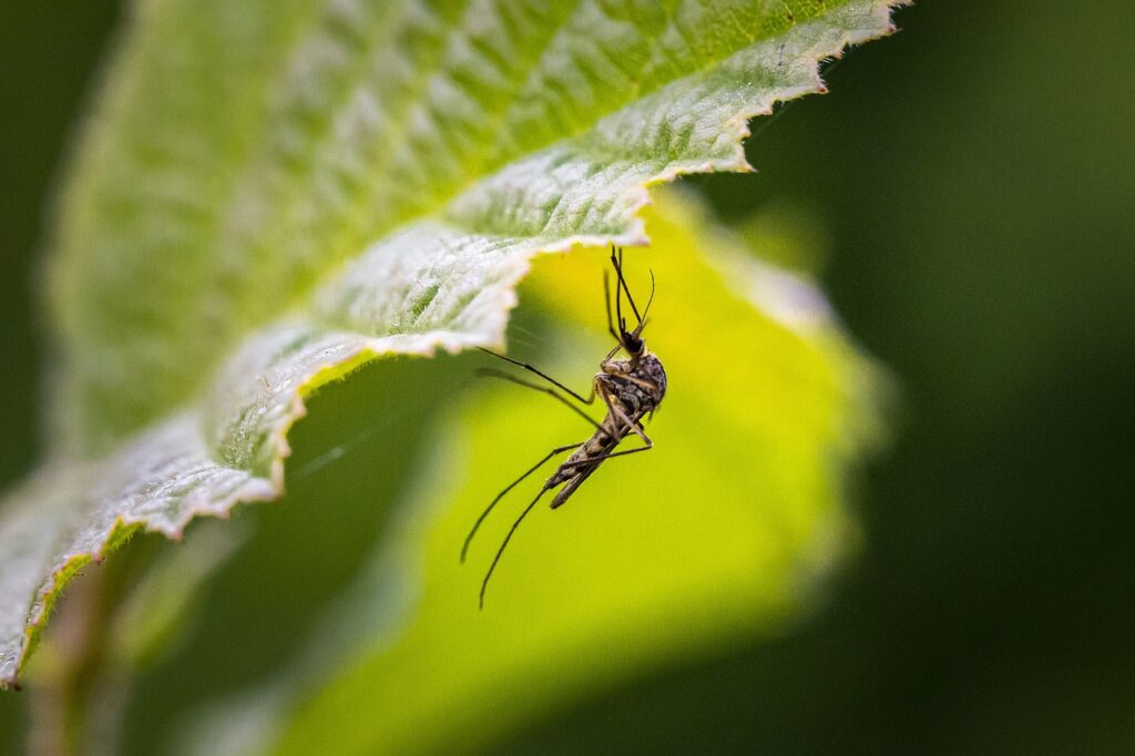 La technique de l'insecte stérile commence à faire ses preuves pour les moustiques © Erik Karits - Pixabay