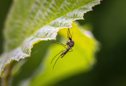 L’insecte stérile : un moyen de lutter contre les moustiques