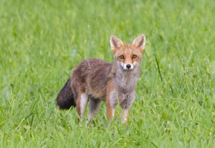 Qui sont les animaux nuisibles ?