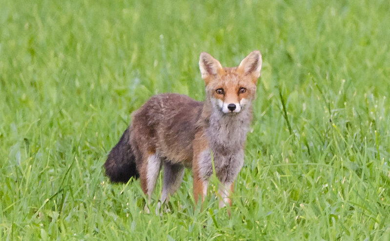 Le renard fait partie des animaux considérés comme nuisibles. ©Sébastien Faillon