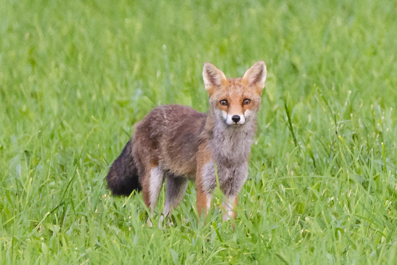 Le renard fait partie des animaux considérés comme nuisibles. ©Sébastien Faillon