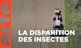 Insecticide - Comment l'agrochimie a tué les insectes, un documentaire d'Arte © Arte