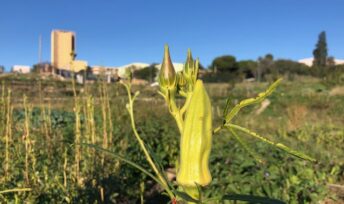 L'agriculture urbaine à Marseille © MQA