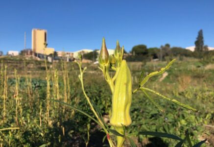 Agriculture urbaine à Marseille, ép. 1 : l’élan de la Cité de l’agriculture