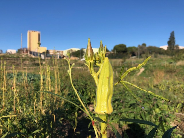 L'agriculture urbaine à Marseille © MQA