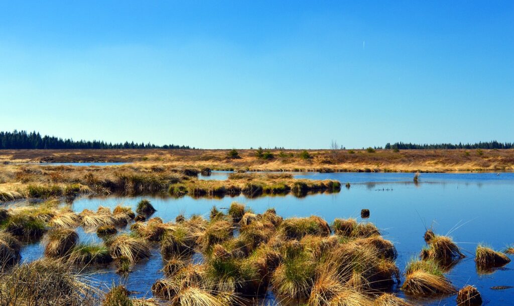L'UE a adopté une loi sur la restauration de la nature © Image par Marisa04 de Pixabay