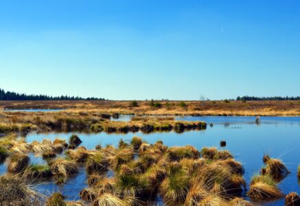 Une nouvelle loi européenne sur la restauration de la nature