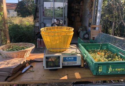 Agriculture urbaine à Marseille, ép. 3 : faire essaimer la « justice agri-alimentaire »