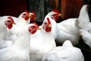 L’ère des gros poulets et des poules super-pondeuses
