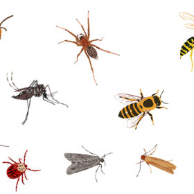 Lutter contre les insectes chez soi - Crédit Mon Quotidien Autrement - Sandrine de La Simone