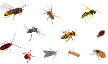 Lutter contre les insectes chez soi - Crédit Mon Quotidien Autrement - Sandrine de La Simone