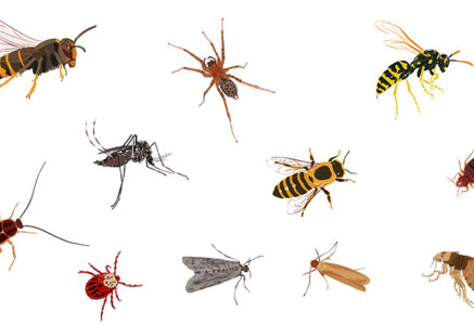 Mites et tiques et autres bestioles sympathiques