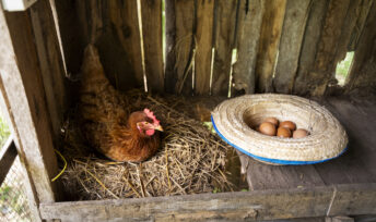 Pourquoi les oeufs d'Ile-de-France sont-ils contaminés ? © Freepik