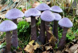 Champignons d'hiver
