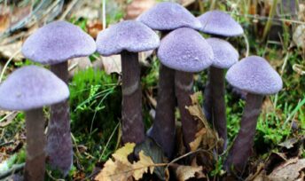 quatre-champignons-a-ramasser-en-hiver Pieds bleus © Pxhere