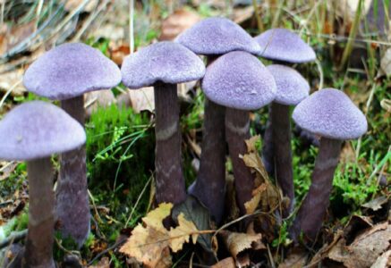 Quatre champignons à ramasser en hiver