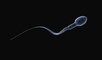 La fertilité masculine baisse partout dans le monde. Crédit : Getty image.