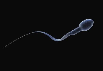 La fertilité masculine en baisse partout dans le monde