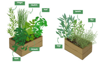 Comment faire pousser des plantes aromatiques dans sa cuisine toute l'année