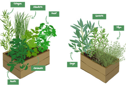 Le guide des herbes aromatiques dans sa cuisine
