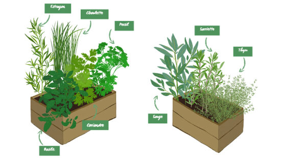 Le guide des herbes aromatiques dans sa cuisine