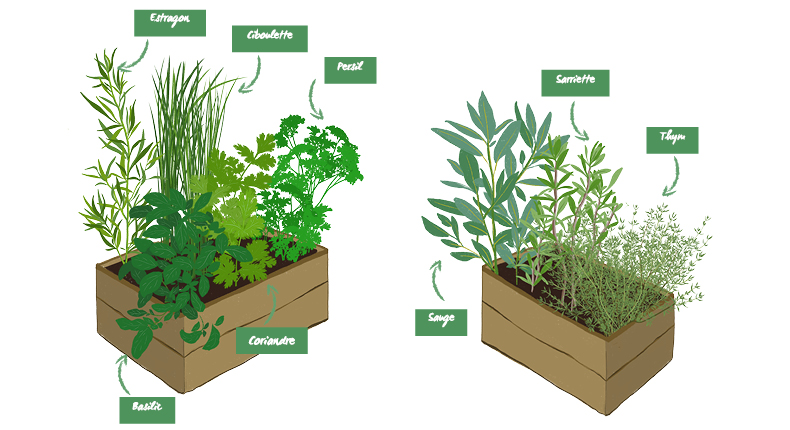 Comment faire pousser des plantes aromatiques dans sa cuisine toute l'année