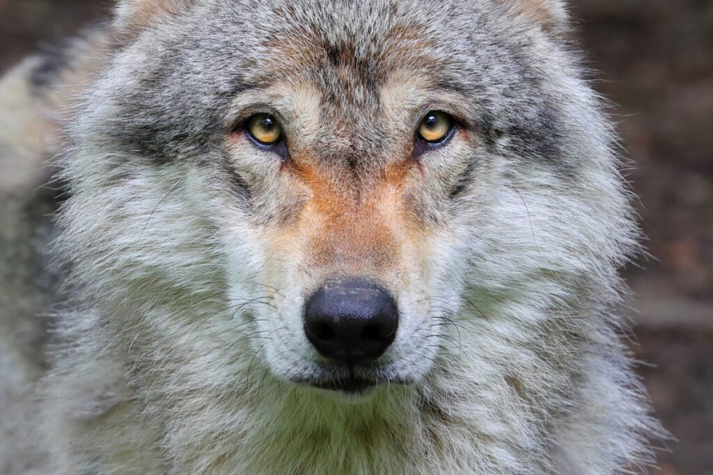 Loup gris (Canis lupus) Crédit : Clément Bardot