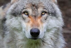 Plan loups