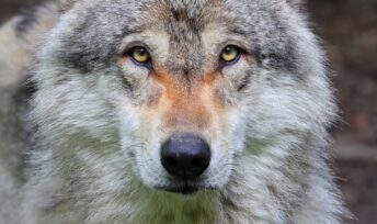 Loup gris (Canis lupus) Crédit : Clément Bardot