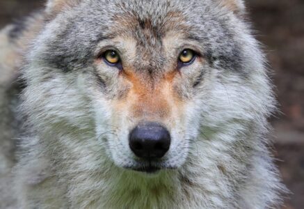 Sale temps pour les loups