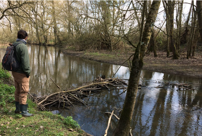 Un barrage de castor. Crédit : Société Nationale de Protection de la Nature