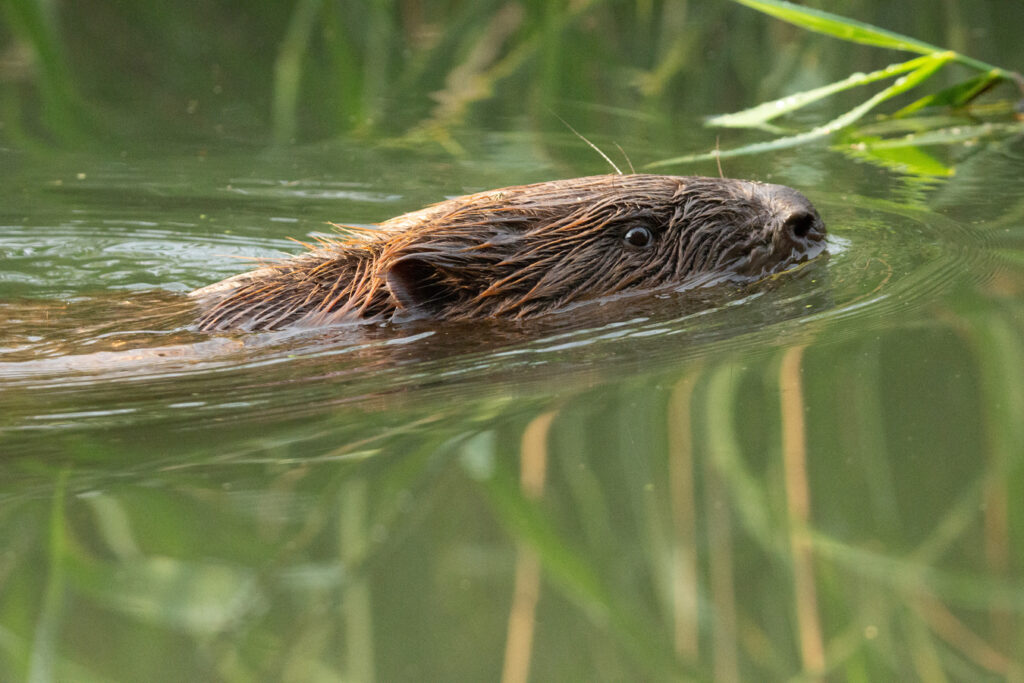 Un castor d'Europe (castor fiber). Crédit : Pxhere