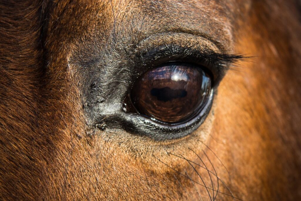 L'oeil d'un cheval. Crédit : Pickpik