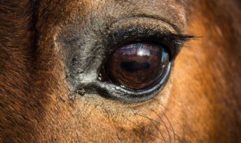 L'oeil d'un cheval. Crédit : Pickpik