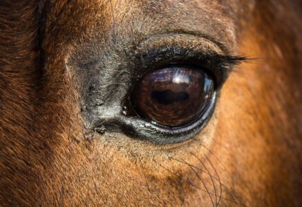 L’antispécisme ou la révolution des animaux