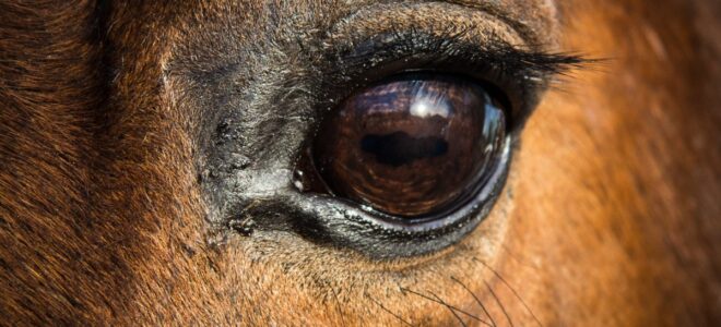 L'oeil d'un cheval. Crédit : Pickpik