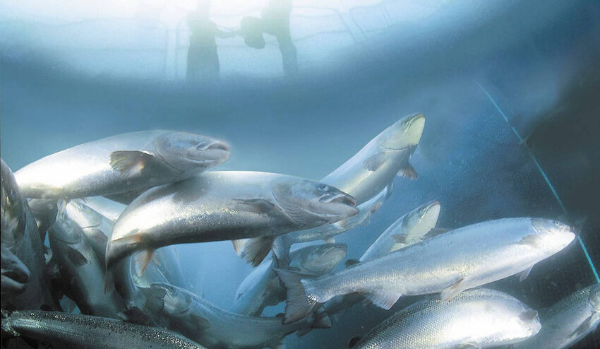 L’élevage de saumon, une industrie qui pollue et vide les mers. Crédit : Observatoire des aliments