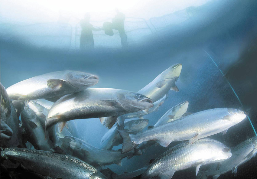 L’élevage de saumon, une industrie qui pollue et vide les mers. Crédit : Observatoire des aliments