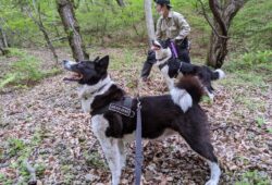 Les Japonais et les ours