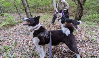 Des chiens dressés pour faire fuir les ours. Crédit :Picchio