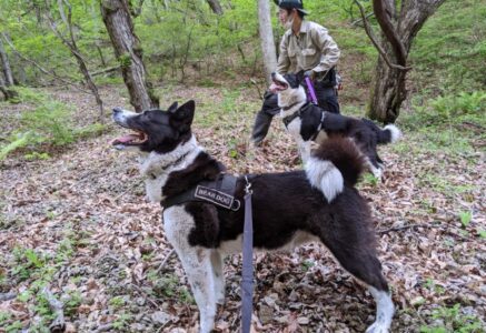Au Japon, une méthode douce pour éloigner les ours