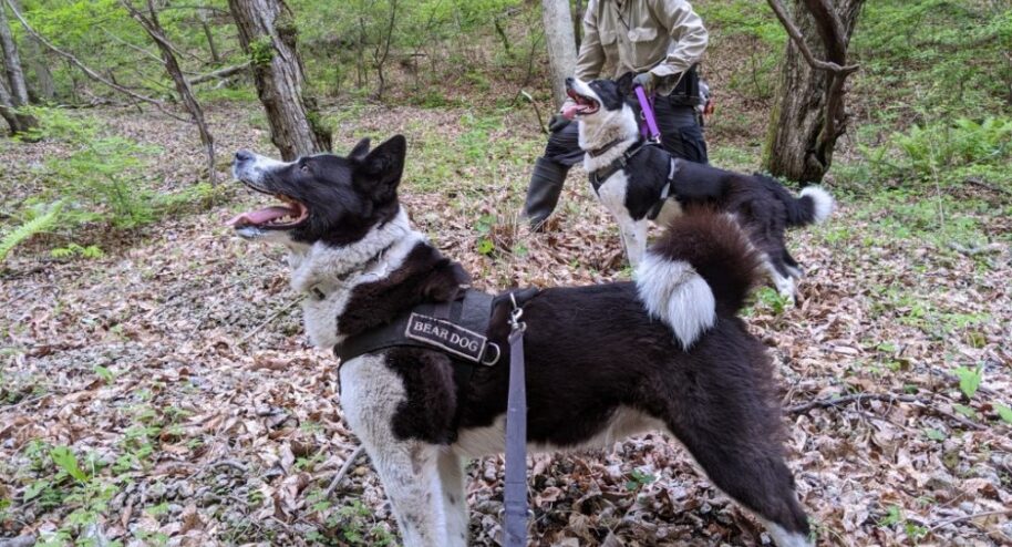 Des chiens dressés pour faire fuir les ours. Crédit :Picchio