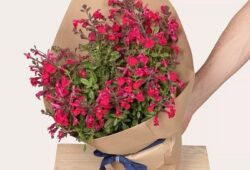 Plante vertueuse