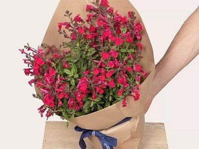 La sauge fleurie mellifère, plante vertueuse
