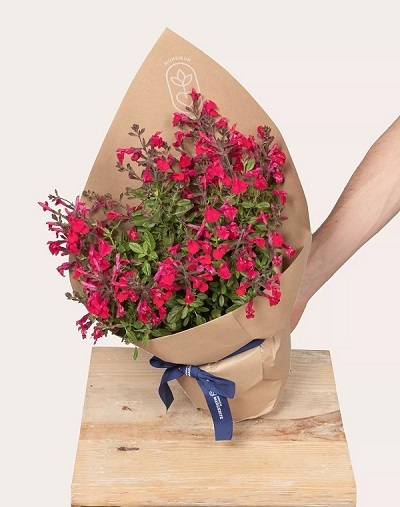 Sauge fleurie mellifère. Crédit : Monsieur Marguerite