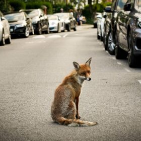 Animal en ville. Crédits : Adobe Stock