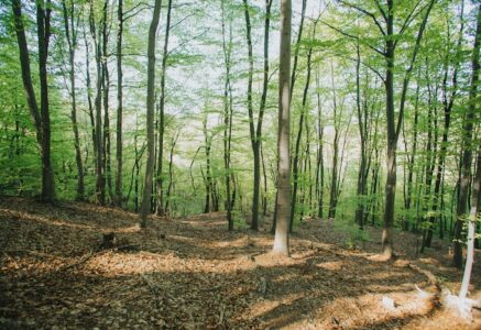 En France, 3 arbres sont fortement menacés