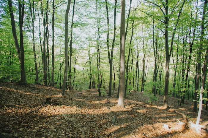 3 essences d'arbres fortement menacées © Freepik